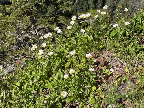 Erigeron howellii, photograph 1