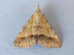 Phalaenophana extremalis