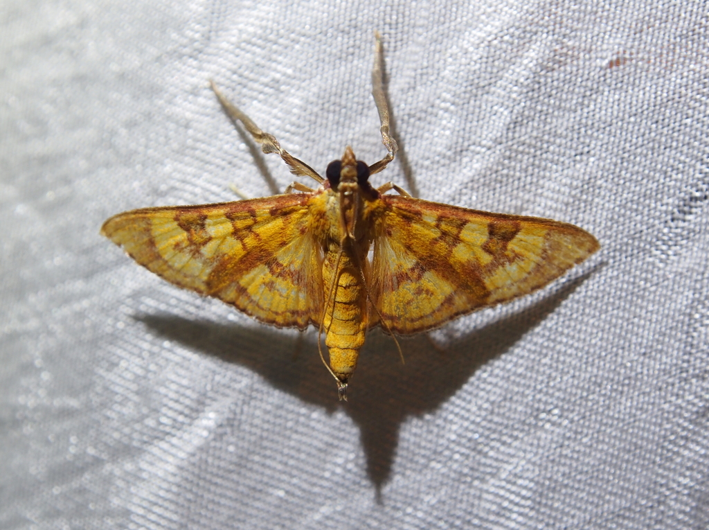 Prenesta scyllalis