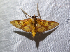 Image of Prenesta scyllalis