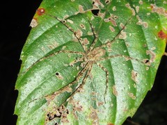 Pandercetes gracilis