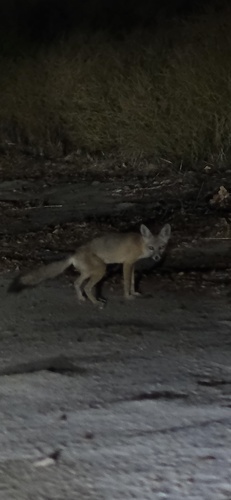 San Joaquin Kit Fox observed by owenthebug