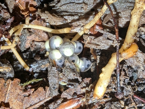 Seepage Salamander, Desmognathus aeneus