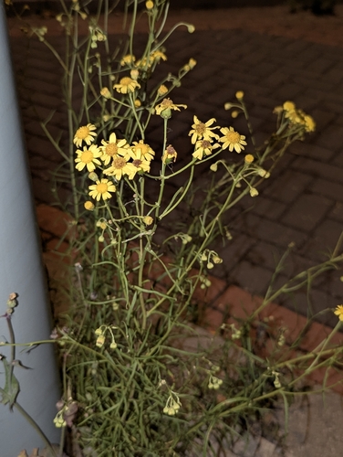 Narrow-leaved Ragwort