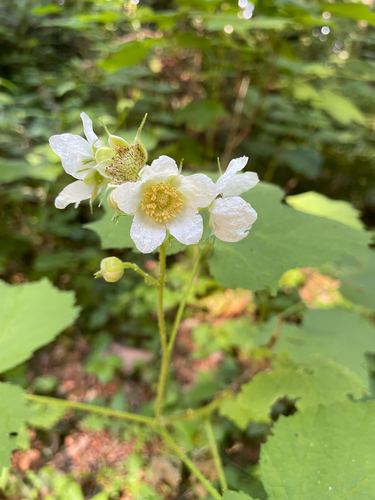 thimbleberry