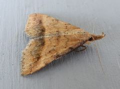 Phalaenophana extremalis