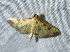 Ategumia ebulealis