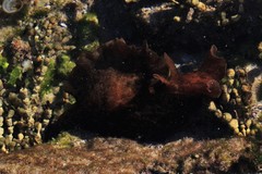 Aplysia extraordinaria