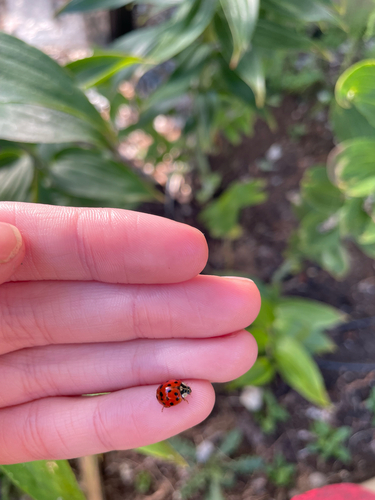 Asian Lady Beetle