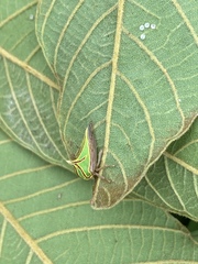 Umbonia spinosa