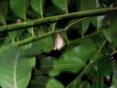 Charaxes wakefieldi