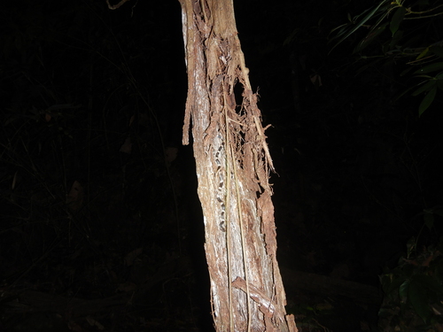 Gibson's wolf snake