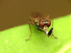 Ochthera tuberculata