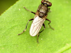 Ochthera tuberculata