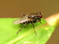 Ochthera tuberculata