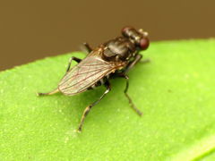 Ochthera tuberculata