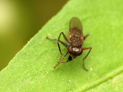 Ochthera tuberculata