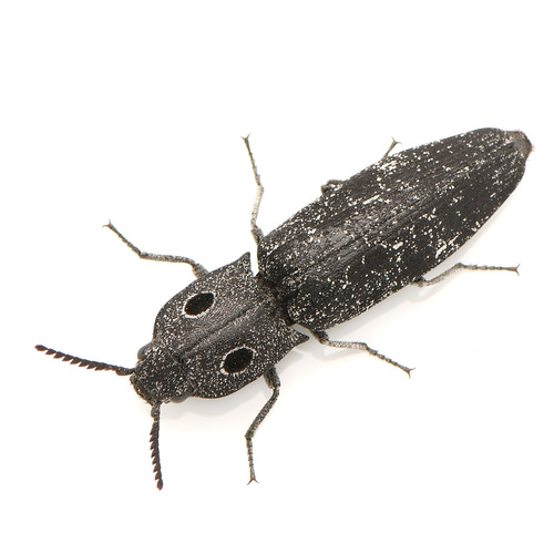 Western Eyed Click Beetle photo 3