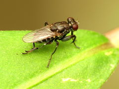 Ochthera tuberculata