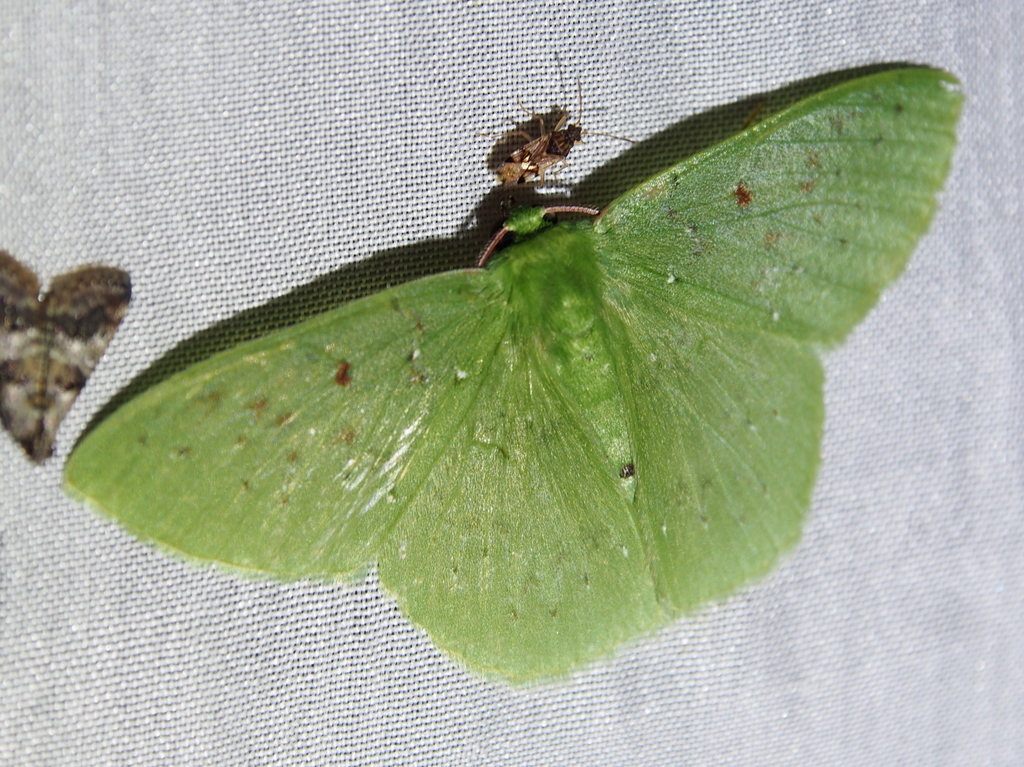 Nemoria punctilinea