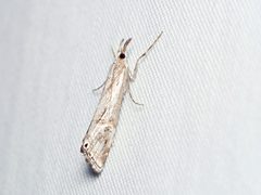 Hednota longipalpella