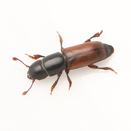 Pityophagus rufipennis