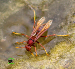 Polistes canadensis