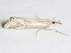 Hednota longipalpella