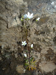 Gentianella stellata