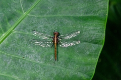 Orthetrum schneideri