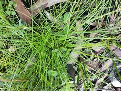 Isolepis inundata