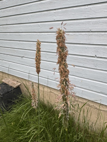 Meadow Foxtail