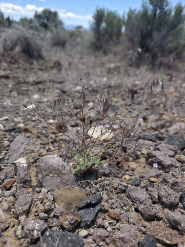Gilia inconspicua, 2026-05-31