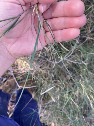 Austrostipa elegantissima, photograph 5