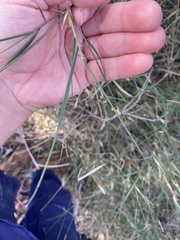 Austrostipa elegantissima, photograph (c) Enrica Longo, some rights reserved (CC BY)