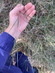 Austrostipa elegantissima, photograph (c) Enrica Longo, some rights reserved (CC BY)