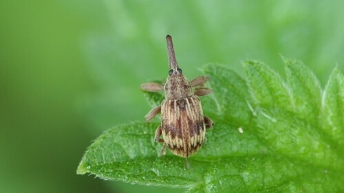 Cherry weevil