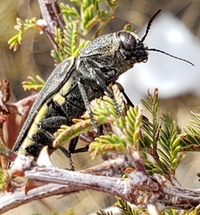 Hippomelas planicauda