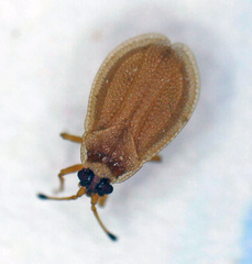 Acalypta elegans