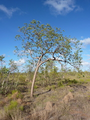 Corymbia setosa