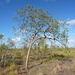 Corymbia setosa setosa - Photo (c) Dean Nicolle, some rights reserved (CC BY-NC), uploaded by Dean Nicolle