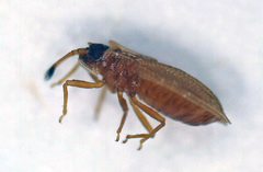 Acalypta elegans