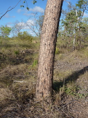 Corymbia setosa