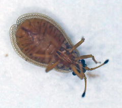 Acalypta elegans