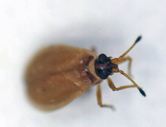 Acalypta elegans