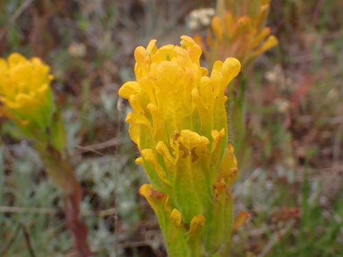 Castilleja levisecta, photograph 4