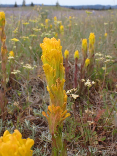 Castilleja levisecta, photograph 5