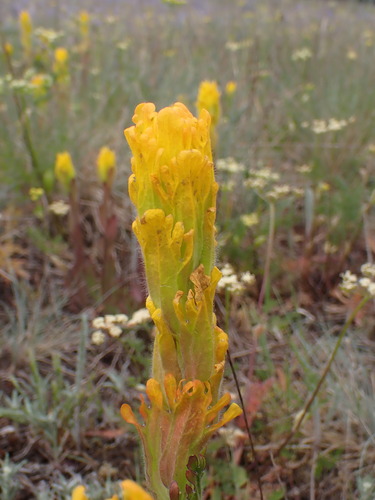 Castilleja levisecta, photograph 6