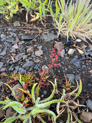 Rumex acetosella observed 2026-05-31