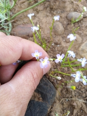 Downingia ornatissima